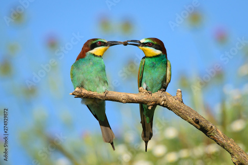 Abelharuco a partilhar comida( Bee-eater)