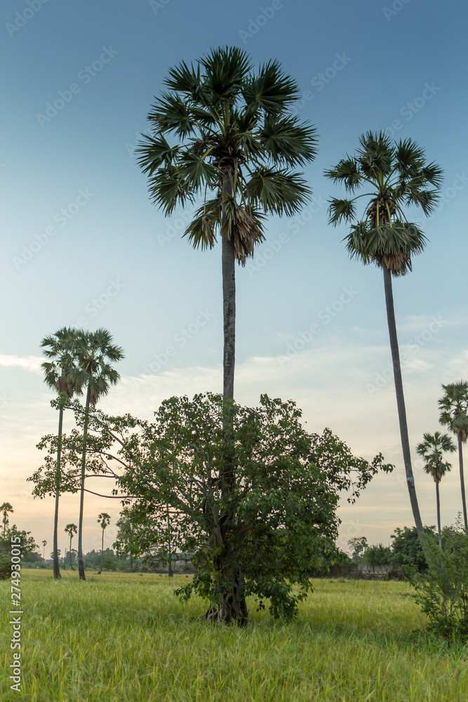 Rice fields with palm sugar palm trees and sun light at Pathum Thani, Thailand