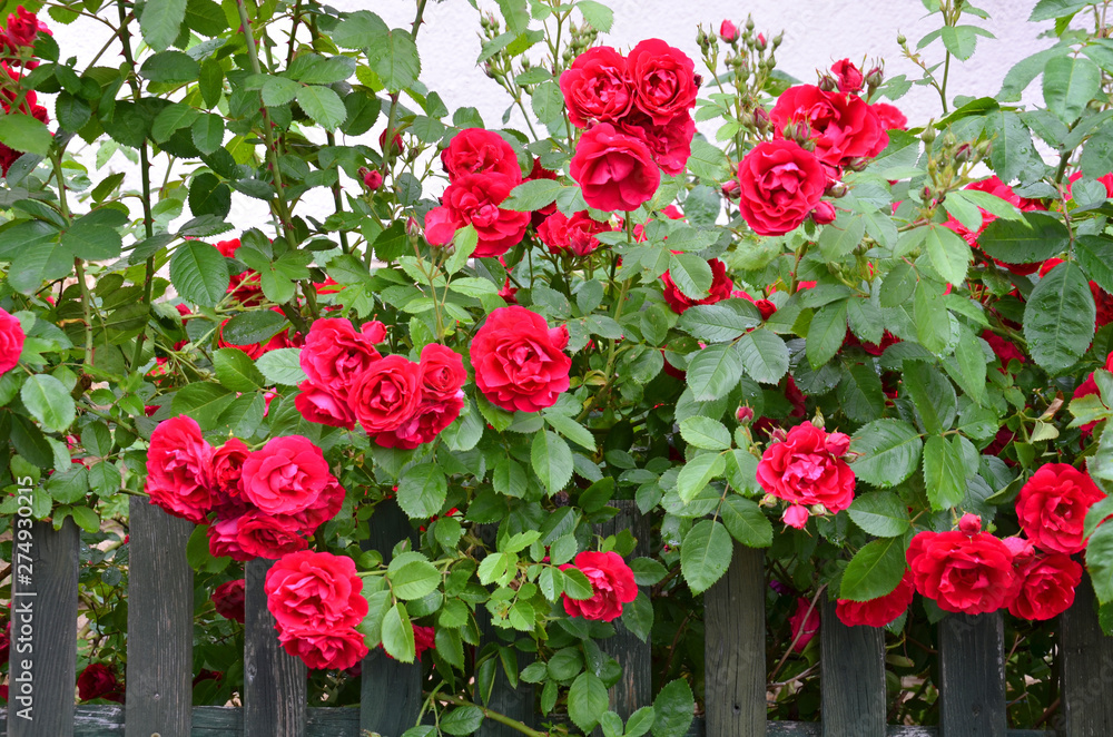 rote Rosen am Gartenzaun