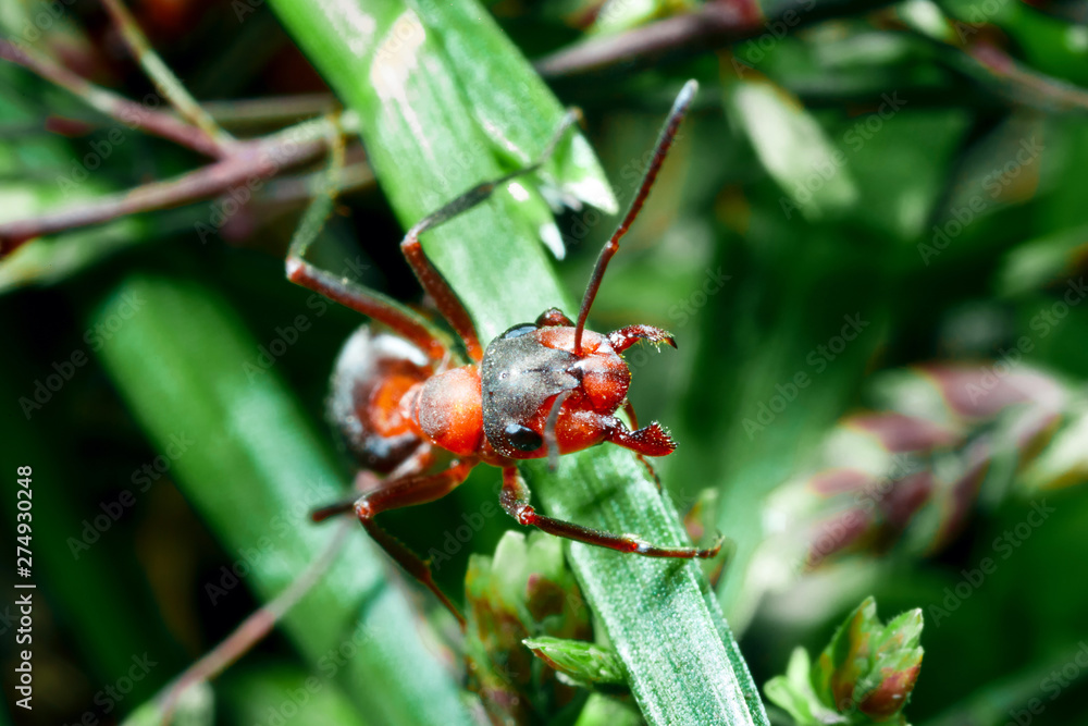 The ant is close-up. The ant is close-up.