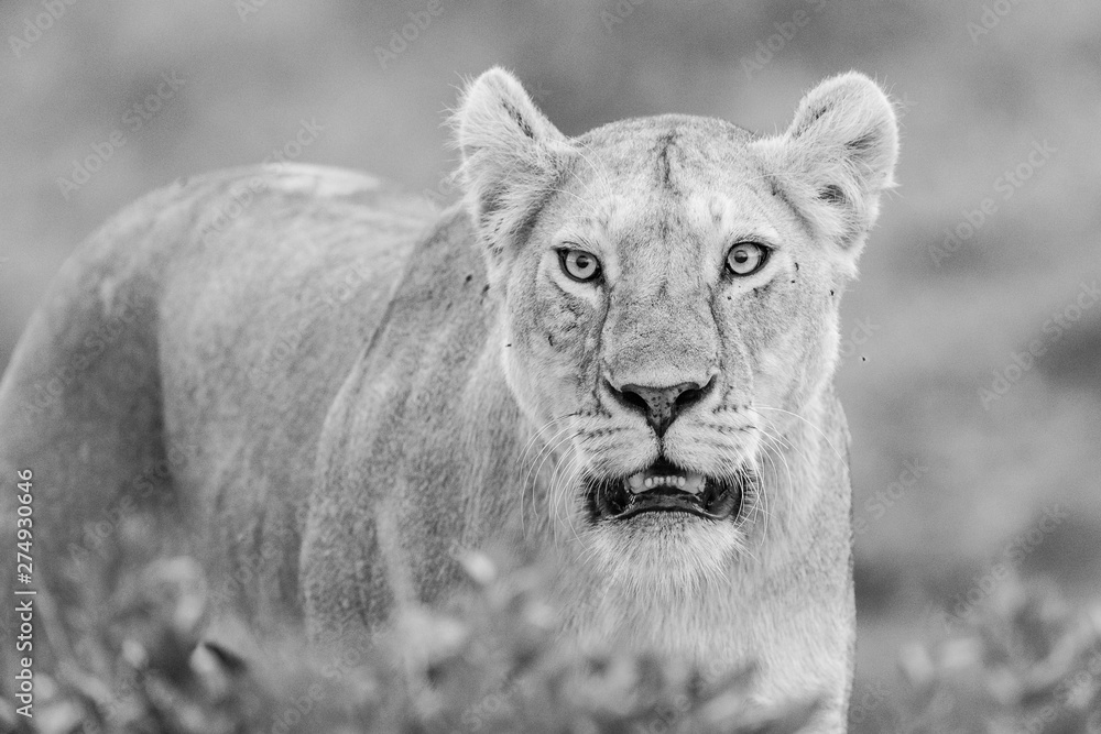 Fototapeta premium portrait of a lion