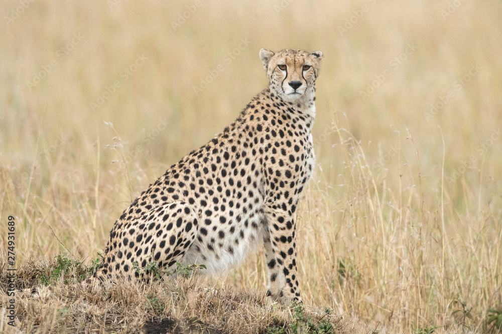 cheetah in the grass cheetah in the grass