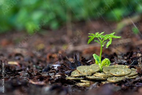 Money growth  seedling and rain. concept coins in soil