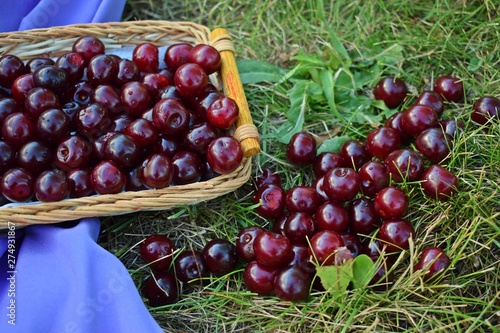 Fresh,sweet cherry berries in a wicker basket.