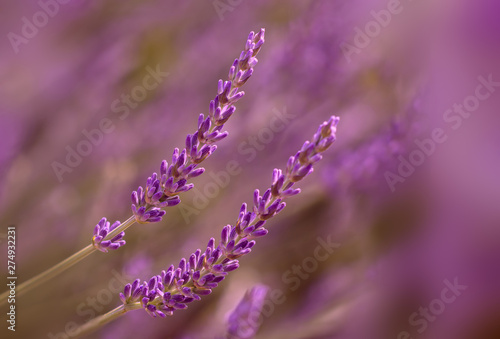 Lavender on purple bokeh background