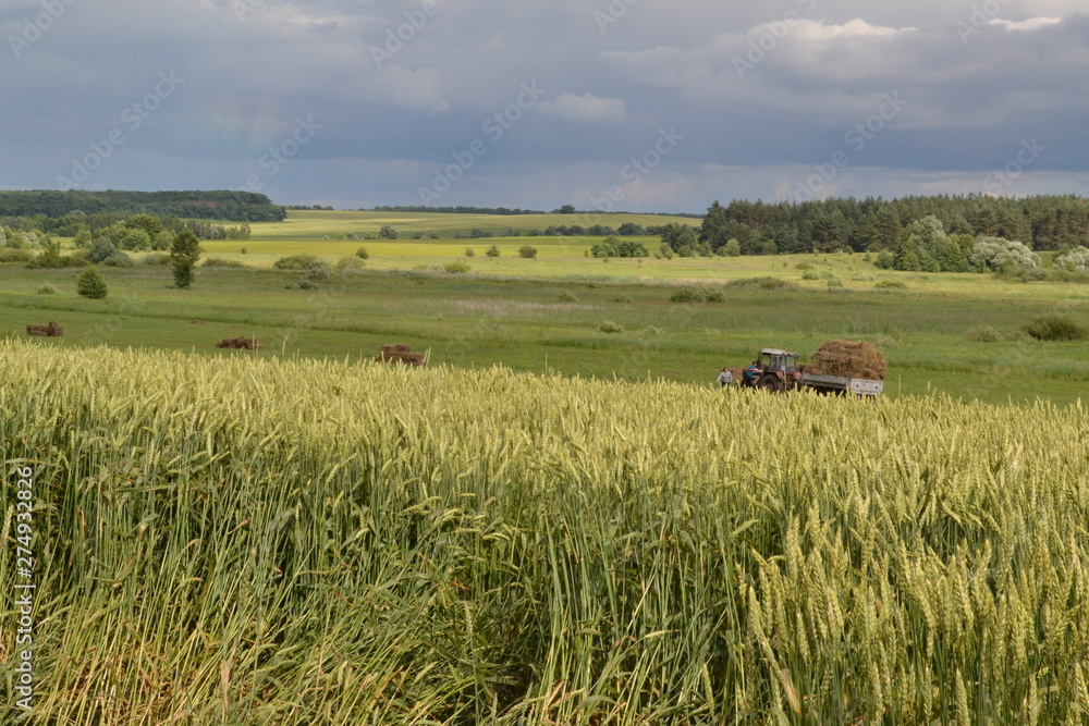 Fototapeta premium field of wheat