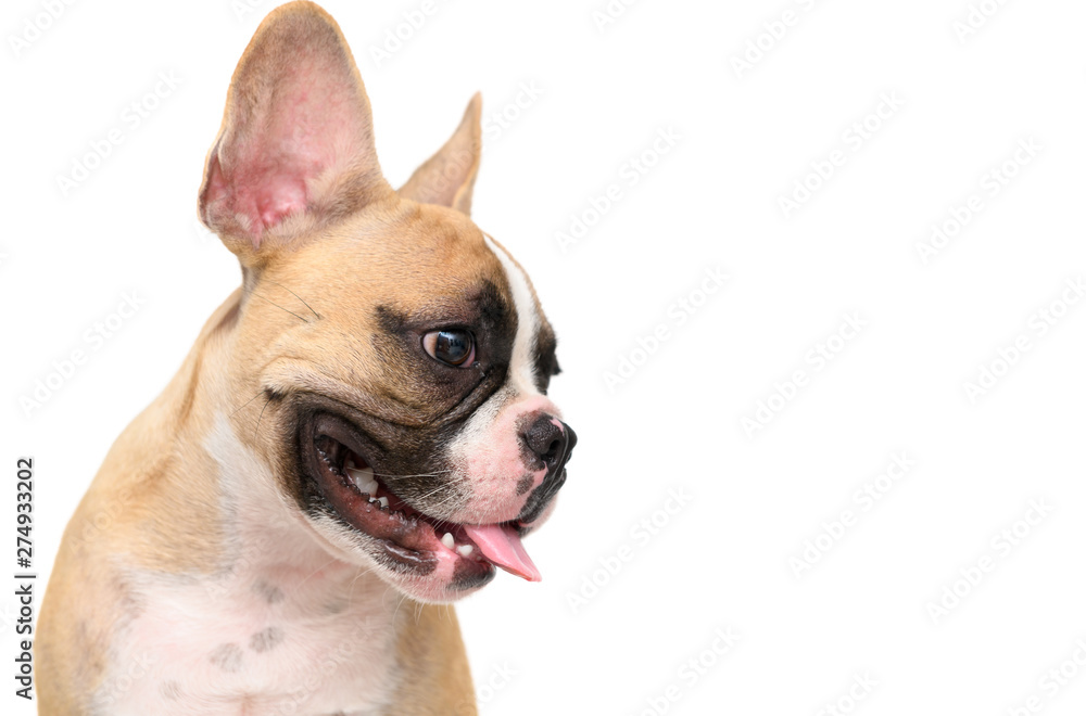 portrait of cute french bulldog isolated