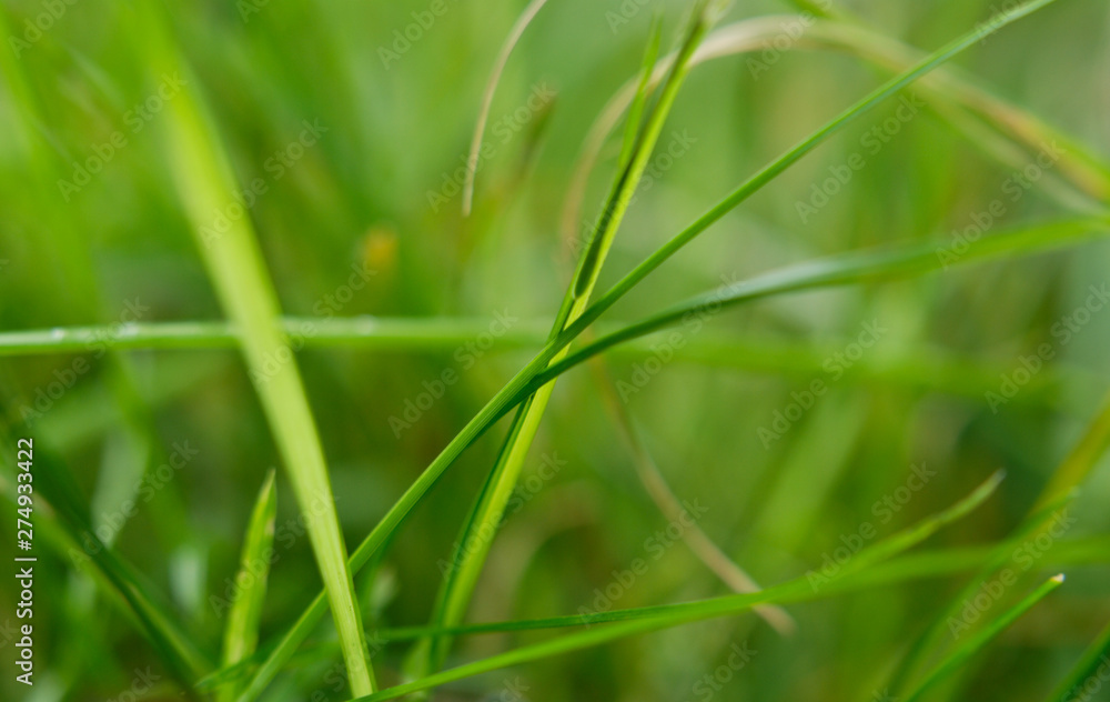 Interweaving of green meadow blades of grass, close up Interweaving of green meadow blades of grass, close up