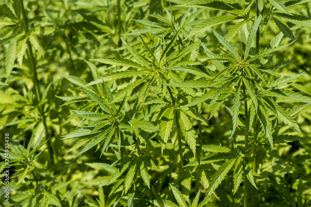 Agricultural hemp. Plantation of wild hemp. Cannabis leaves close up. Agricultural hemp. Plantation of wild hemp. Cannabis leaves close up.