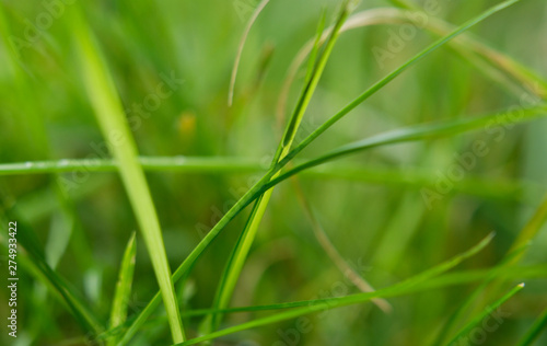Interweaving of green meadow blades of grass, close up