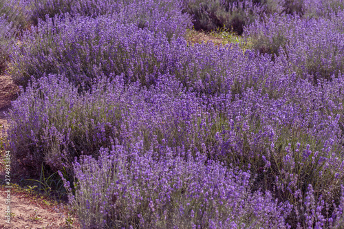 Lavender flowers in the sun in soft focus  pastel colors and blur background. Purple field of lavender. Provence with space for text. French lavender in the field  unsharp light effect. Short focus