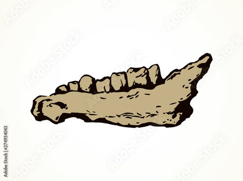 The lower jaw of animal. Vector drawing
