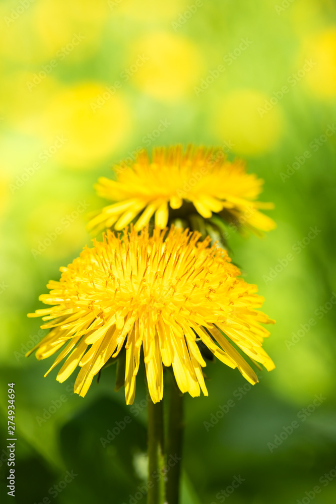 Close-up two yellow dandelions on blurred summer meadow background. Close-up two yellow dandelions on blurred summer meadow background.