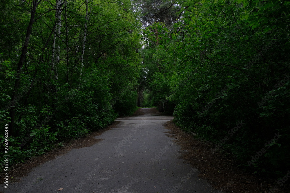 Fototapeta premium deserted trail through a green summer forest, leaving into the distance