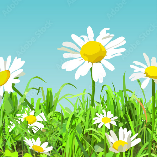 summer background of cartoon green glade with daisy flowers