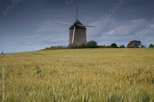 Wheat field plantation background in northern of France during summer.