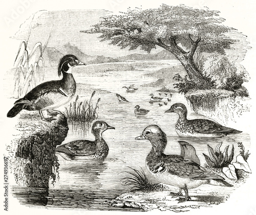 Canvas Print Wood Duck (Aix sponsa) in a pond, their natural environment