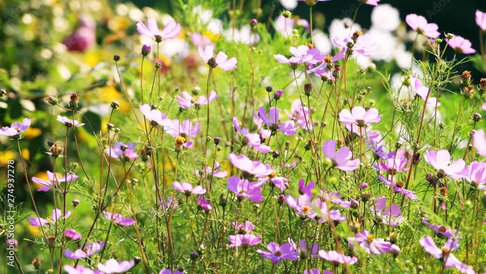 Many pink cosmos flowers growing in garden during summer season closeup in sunlight with bokeh blurred background Many pink cosmos flowers growing in garden during summer season closeup in sunlight with bokeh blurred background