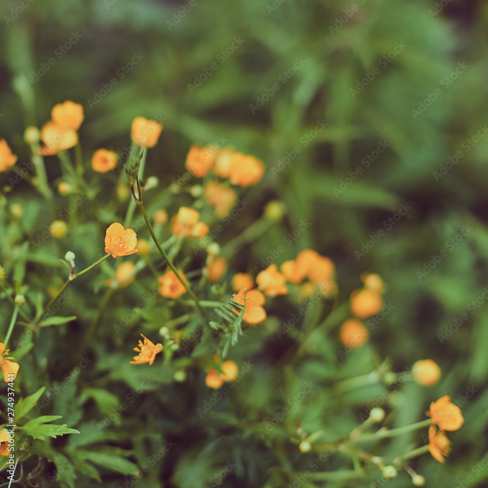 Buttercup flowers on nature background Buttercup flowers on nature background
