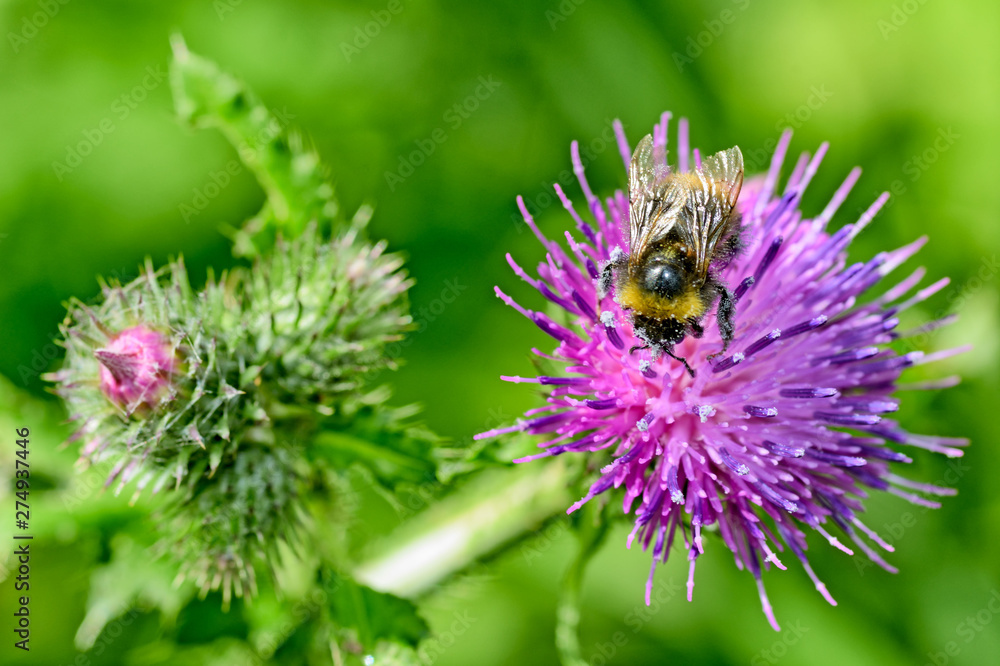 A bumblebee collects nectar from a flower. A bumblebee collects nectar from a flower.