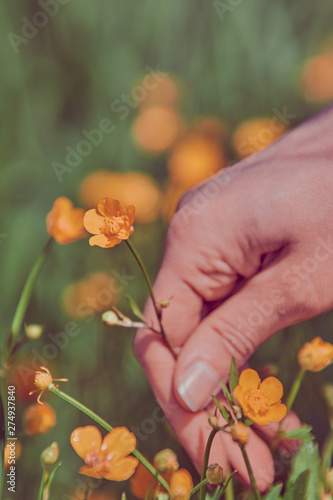 Female picking buttercup flowers. Crop hand of woman holding wild yellow flower growing on meadow on sunny day
