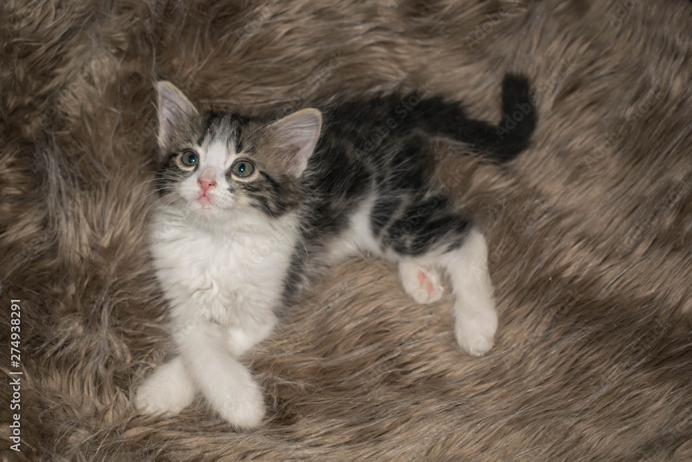 Fototapeta premium fluffy gray kitten cute playful sleeps lying on the carpet for design background