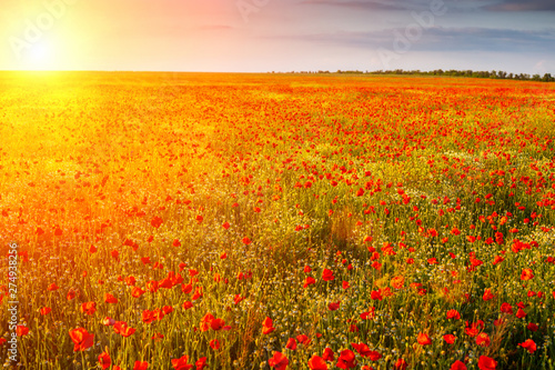 field of poppies in the sun at sunset