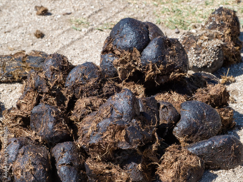 фотографія A pile of fresh horse manure on the field