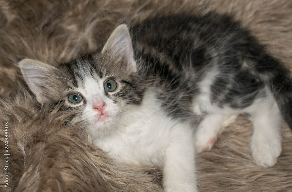 Naklejka premium fluffy gray kitten cute playful sleeps lying on the carpet for design background