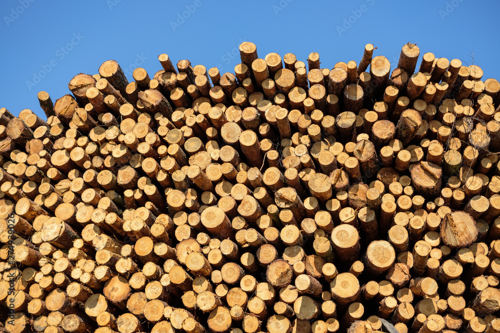 Pile of wooden logs ready for further processing