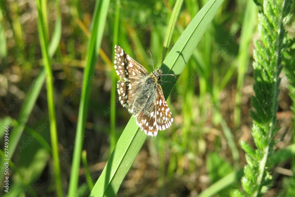 Skipper butterfly on grass in the meadow, closeup Skipper butterfly on grass in the meadow, closeup