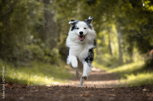 dog training in forest, australian shepherd running, looking at camera