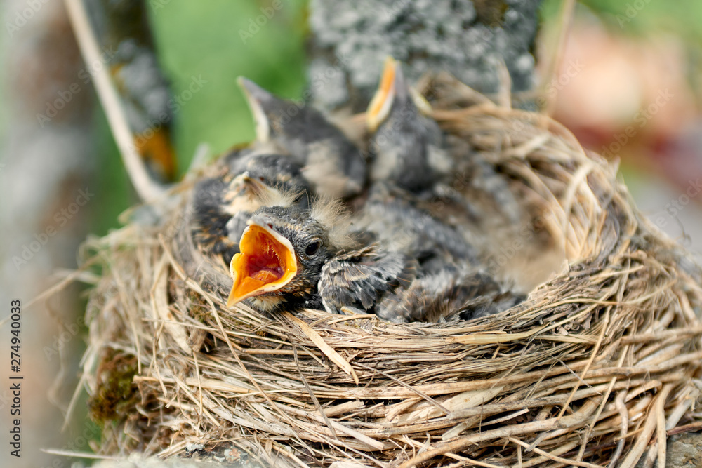 Nest of thrush with hungry chicks. Closeup baby bird with an orange beak. Nestling Song Thrush Nest of thrush with hungry chicks. Closeup baby bird with an orange beak. Nestling Song Thrush
