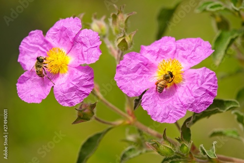Rock rose flowers with insects