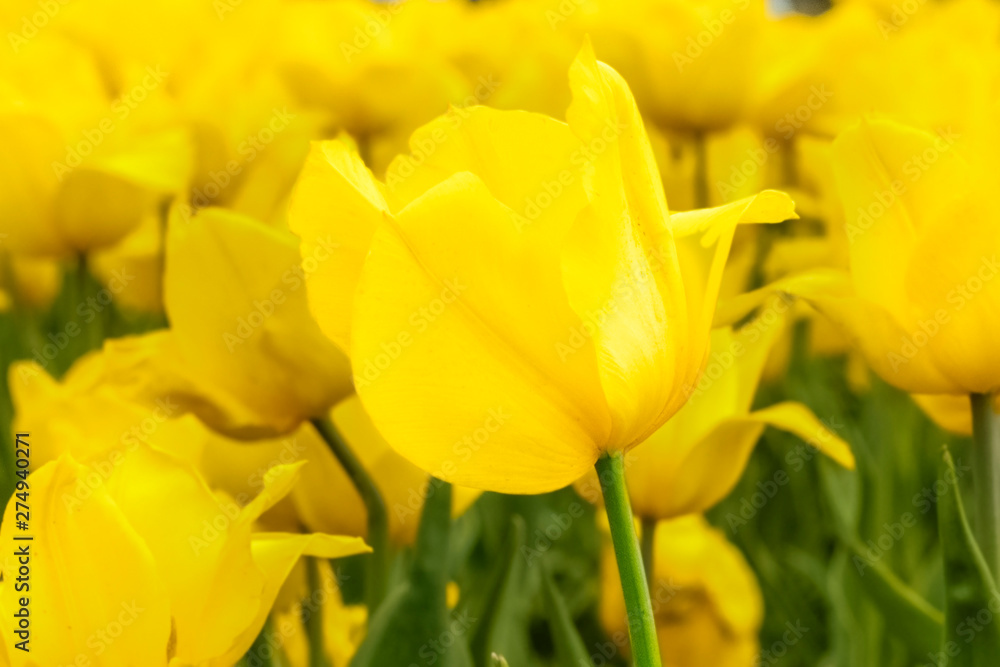 Yellow Tulips in the garden. Beautiful summer background Yellow Tulips in the garden. Beautiful summer background