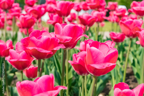 Beautiful red flowers tulips in the garden. Summer background