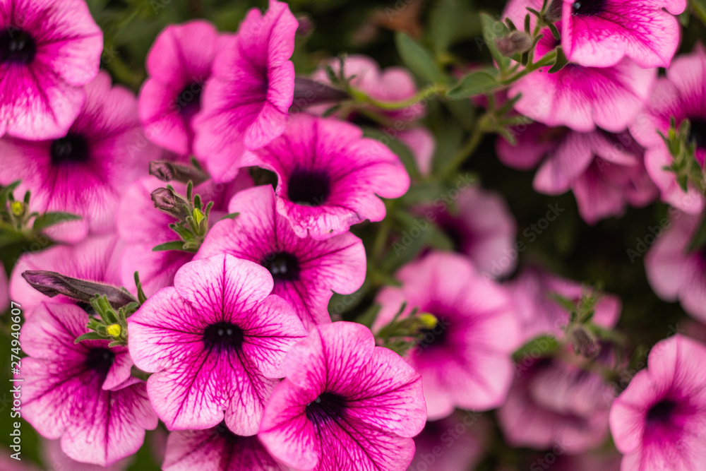 Bright pink flowers on a solid background. Bright pink flowers on a solid background.