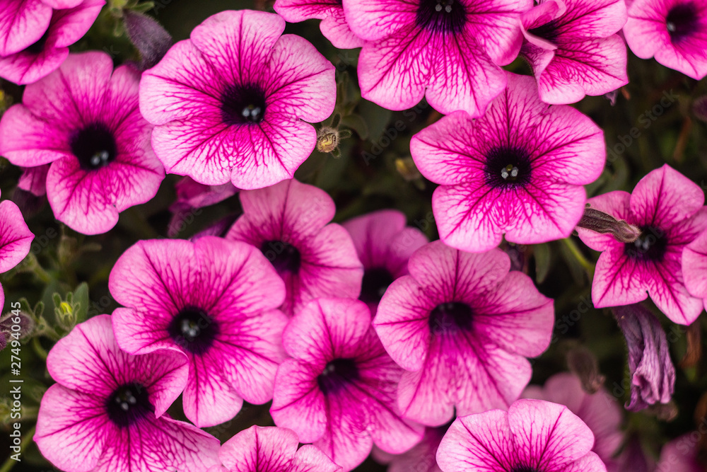 Bright pink flowers on a solid background. Bright pink flowers on a solid background.