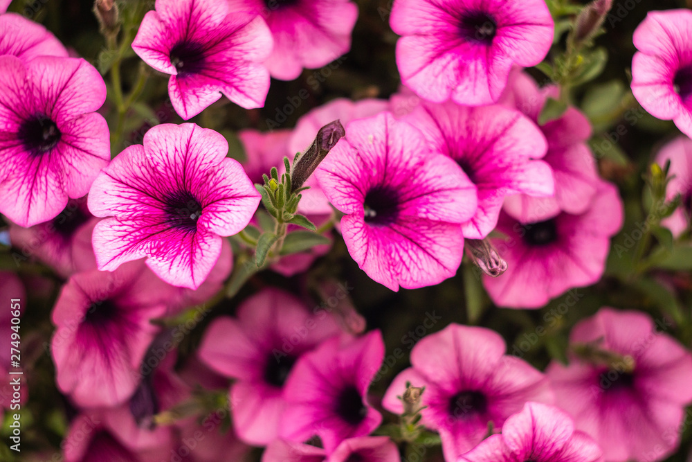Bright pink flowers on a solid background. Bright pink flowers on a solid background.