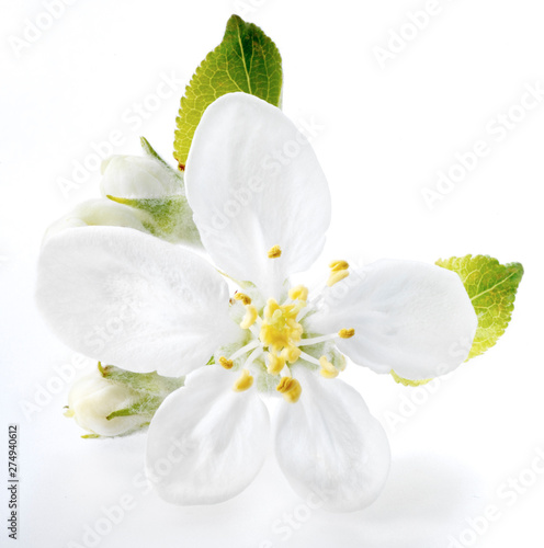 Foto Apple blossom