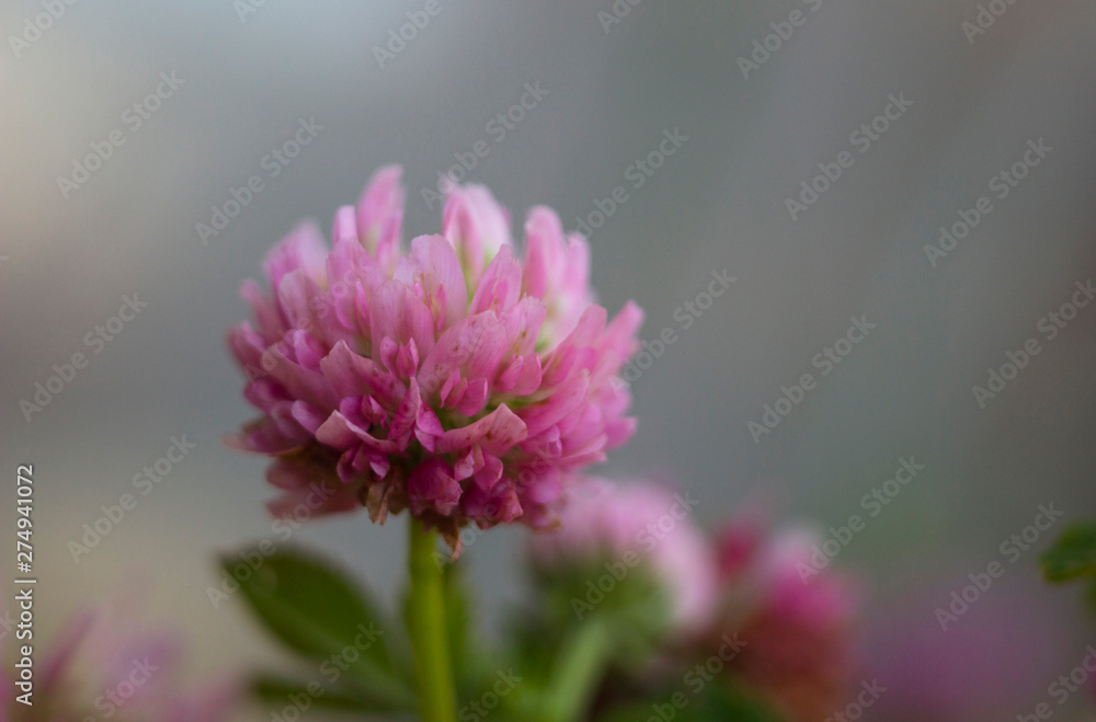 Obraz premium pink flower