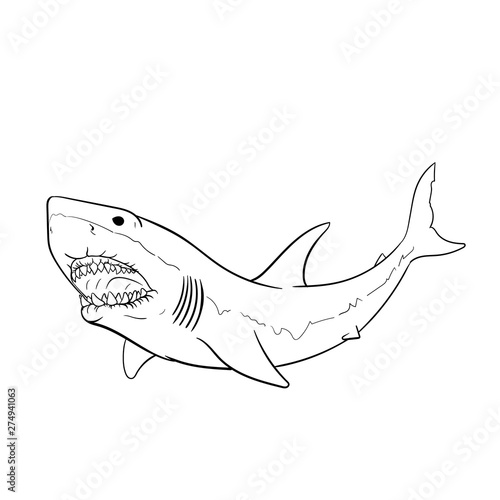 Great white shark hand drawing vintage engraving illustration. vector illustration