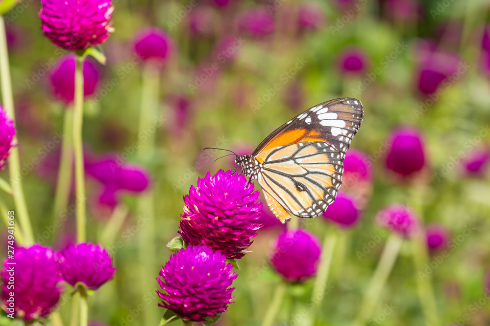 The Common Tiger butterfly The Common Tiger butterfly