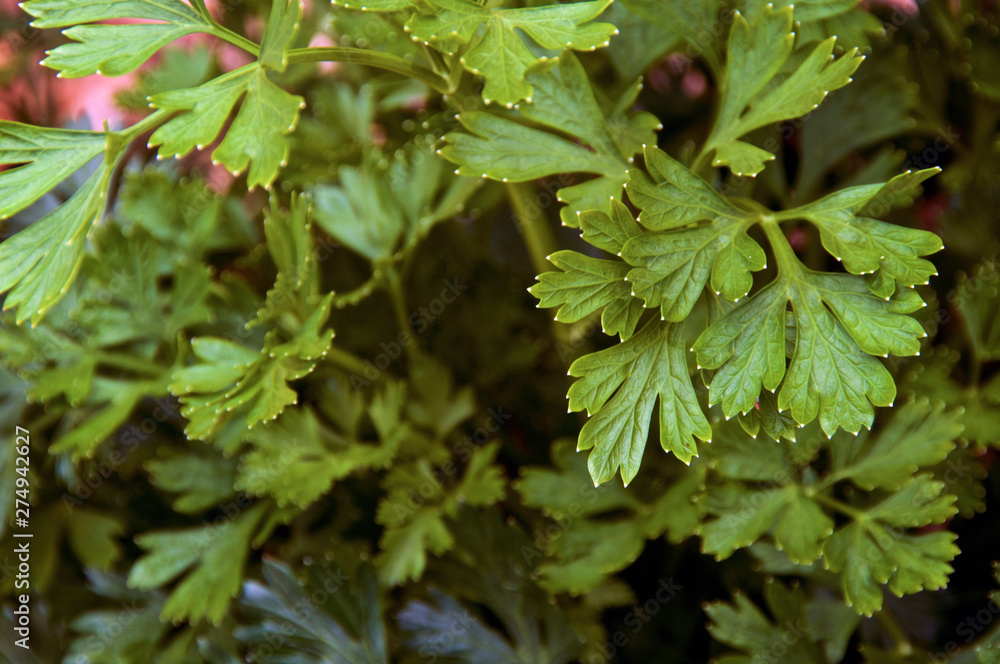 Close up of green curly Italian parsley plant leaves growing in pot. Close up of green curly Italian parsley plant leaves growing in pot.