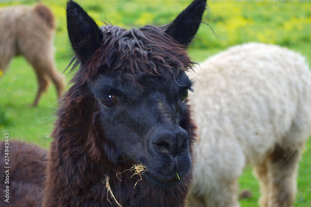 black alpaca llama head closeup wool agriculture mammal