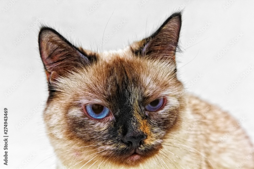 Cat looks like cranky cat, siamese, colorpoint with big blue eyes and emotional face on white background