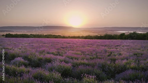 Aerial nature landscape video. Flight over lavender meadow at sunset. Agriculture industry scene. Nature 4k scene composition.