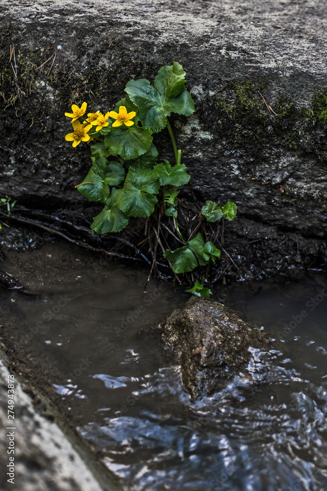 yellow flower on background of the river yellow flower on background of the river