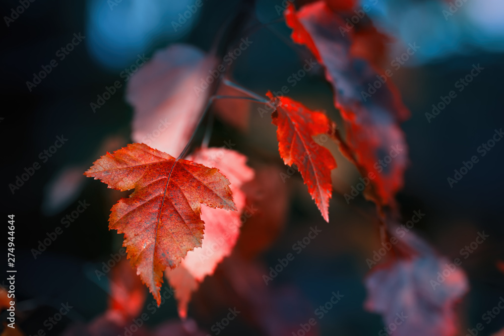 Obraz premium Red leaf