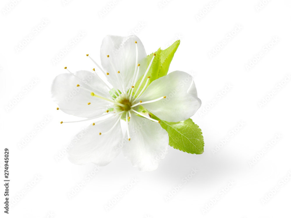 Fototapeta premium Pflaumenblüten
